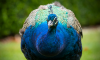2A1A0687.png